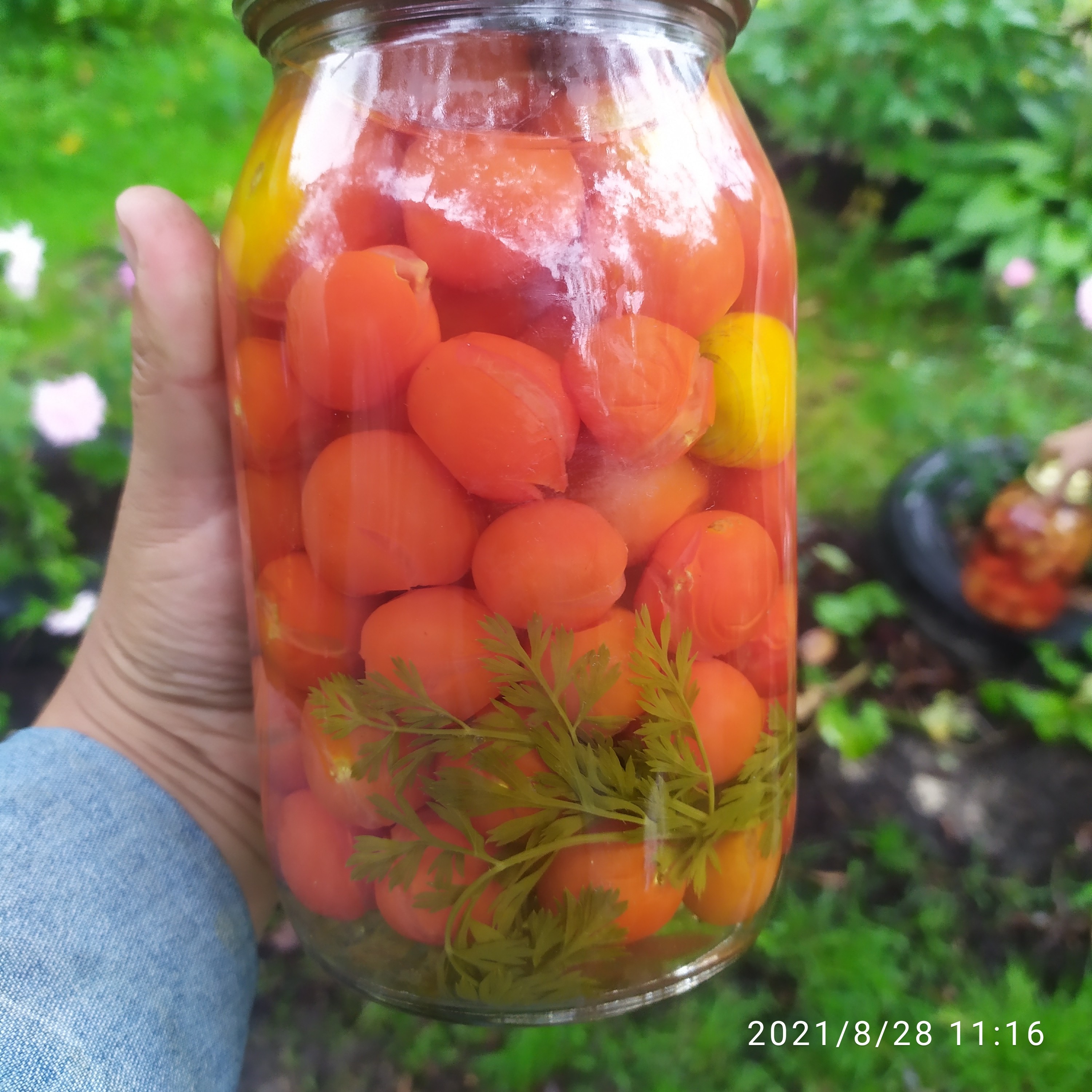 Помидоры на зиму с листьями моркови 🥕🍅