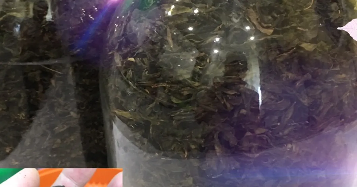 Иван-чай-Кипрей-Копорский чай рецепт с фото пошаговый от Ольга ...