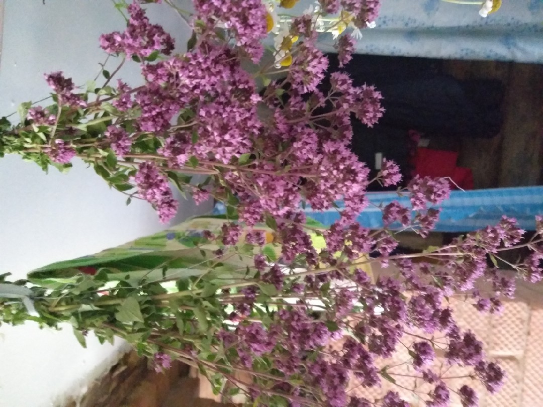 Сушёная душица💐