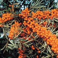 Варенье облепиховое с грецкими орехами