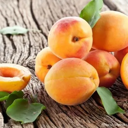 Домашняя косметика с абрикосом: 5 лучших рецептов