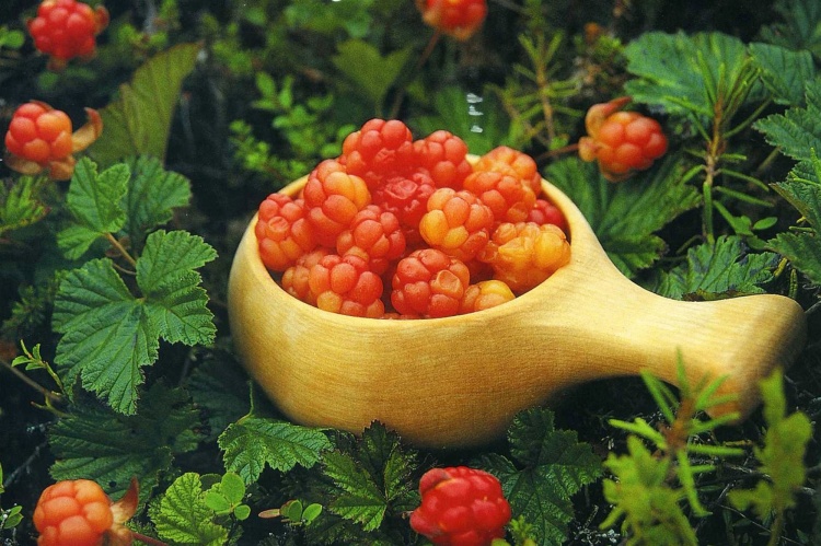 Варенье из морошки