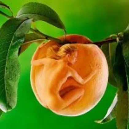 Персиковый компот