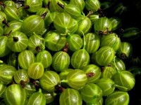 Компот из крыжовника