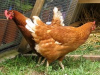 Каштаны с вишней, фенхелем и луком пореем (начинка для индейки)