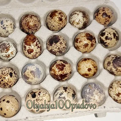 Как проверить на свежесть перепелиные яйца и их польза