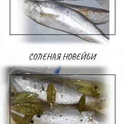 Солёная Новейби