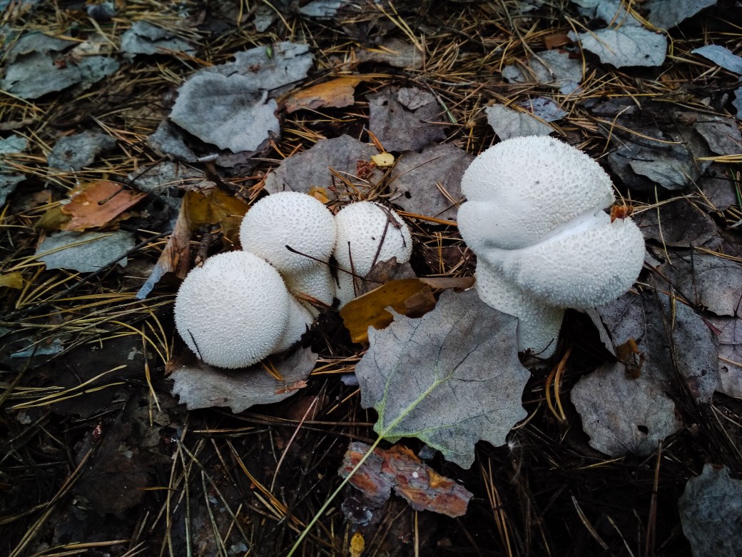 Заморозка лесных грибов 🍄