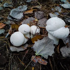 Заморозка лесных грибов 🍄