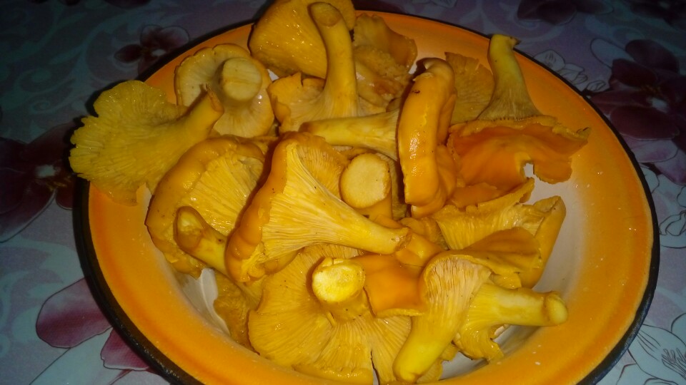 Лисички на зиму