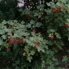 Приправа из красной смородины