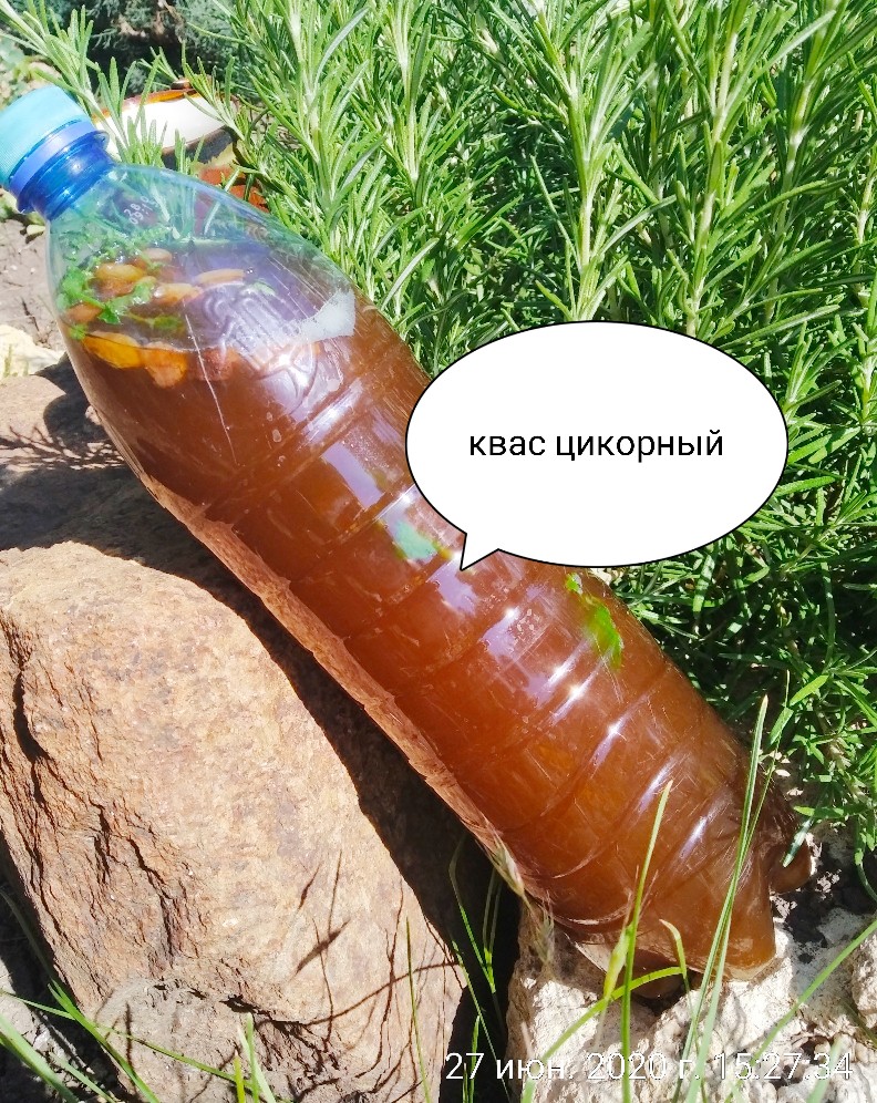 Квас из цикория