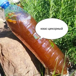 Квас из цикория