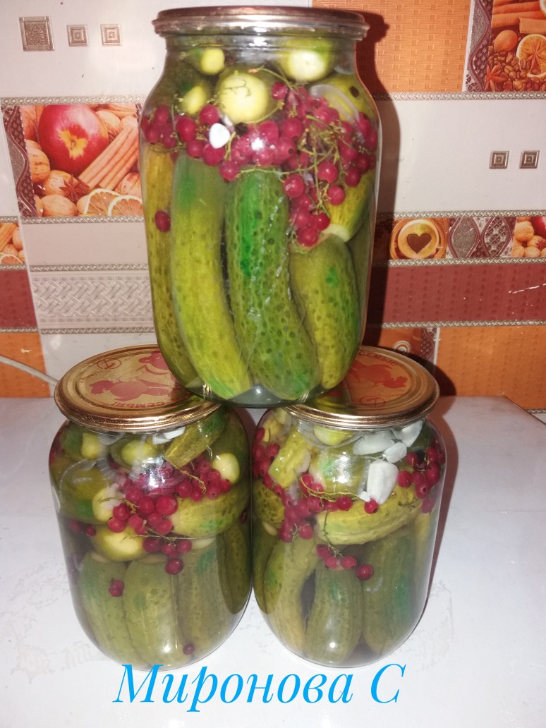 Конснервированные огурцы с красной смородиной