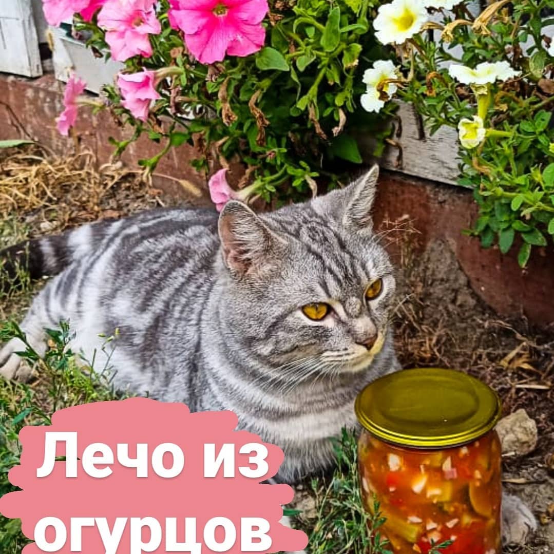 Лечо из огурцов