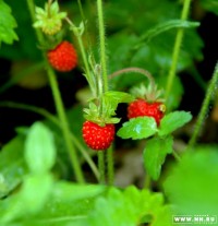 Варенье земляничное (II)