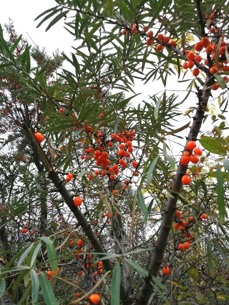 Облепиховый мусс