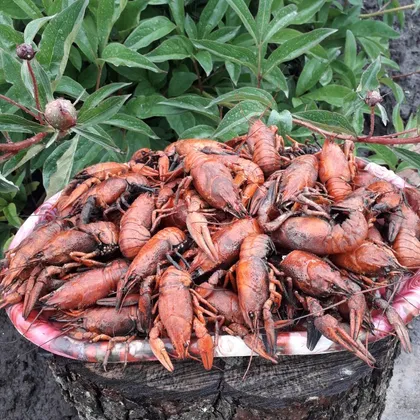 😋🦞Раки🍺🦞😋