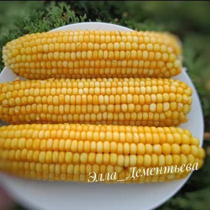 Варёная кукуруза 🌽