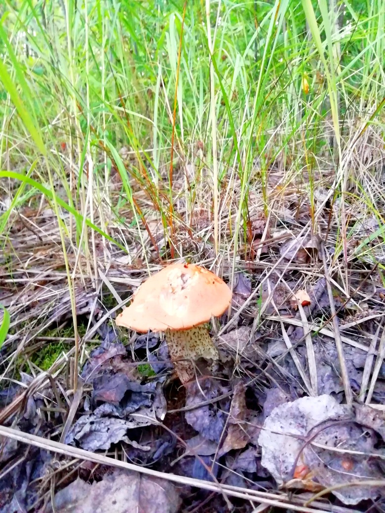Запеканка с белыми грибами