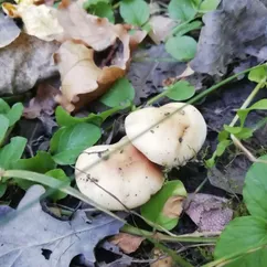 Грибная🍄икра