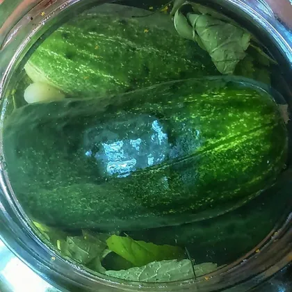 Малосольные огурцы хрустящие