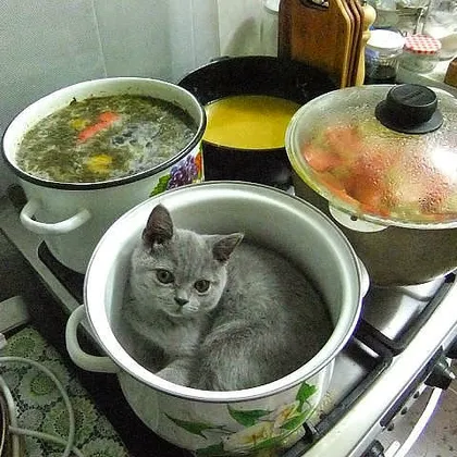 Вкусные щи(без кота)