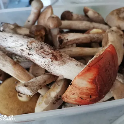 Морозим грибы на зиму
