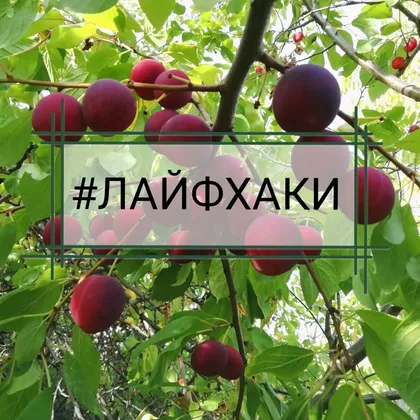 Хранение машинки для закатки банок