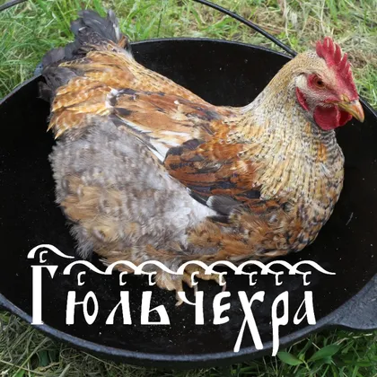 ГЮЛЬЧЕХРА. Рецепт Курицы по-узбекски в Сметанно-Чесночном соусе