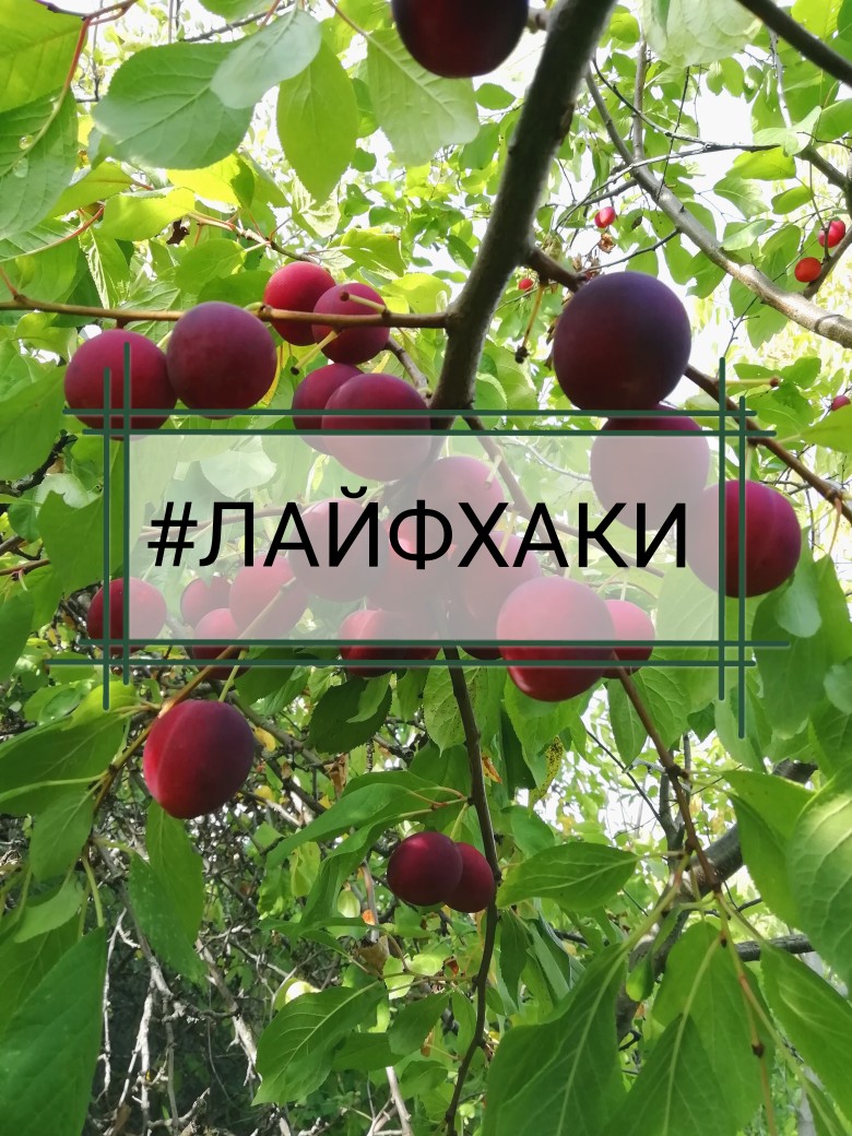 Если крышка с банки сорвалась - рецепт автора Елена 🏃‍♂️
