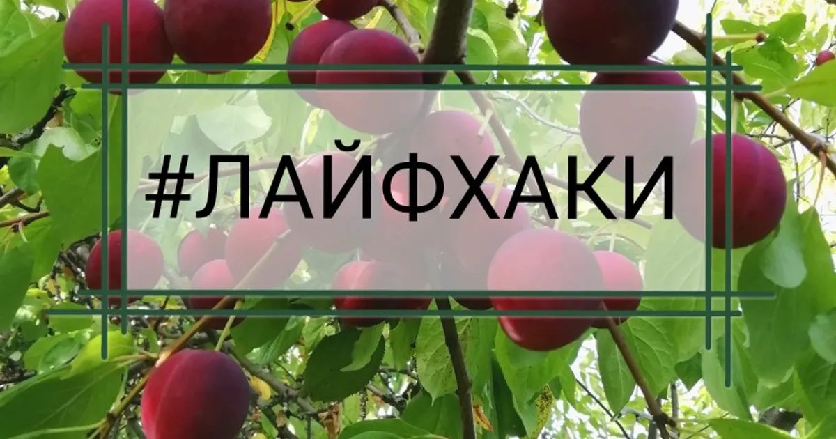 Если крышка с банки сорвалась - рецепт автора Елена 🏃‍♂️