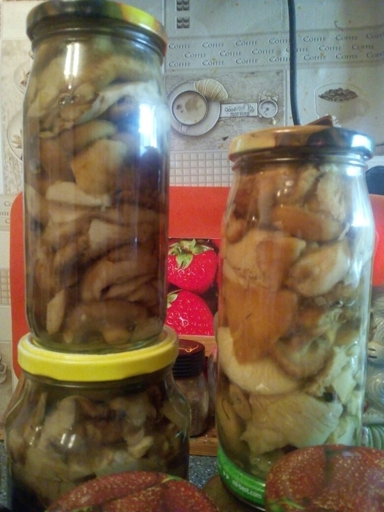 Маринованные волнушки