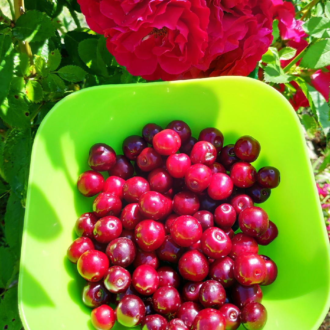 Манник на кефире с вишней в мультиварке 🍒