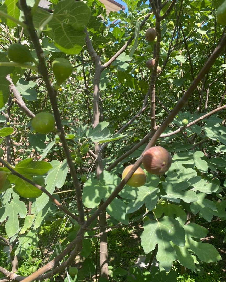 Варенье из инжира с грецким орехом, кардамоном и корицей