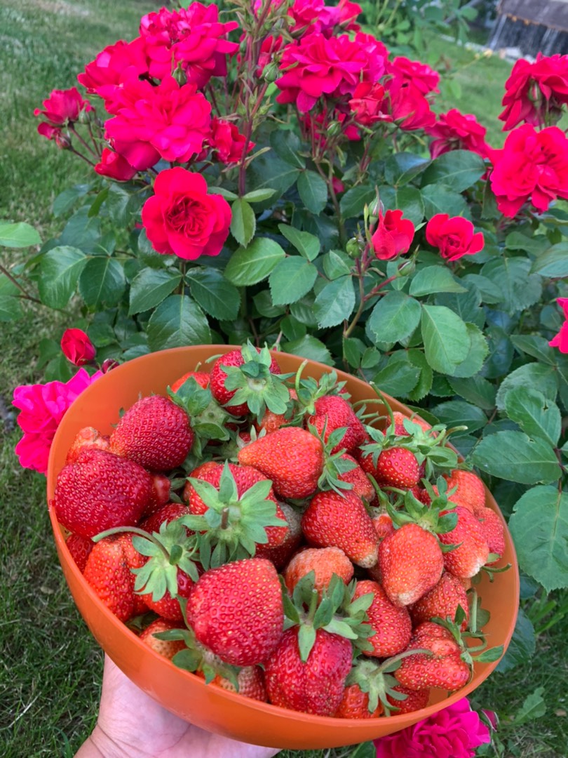 Клубничный компот с мятой🍓