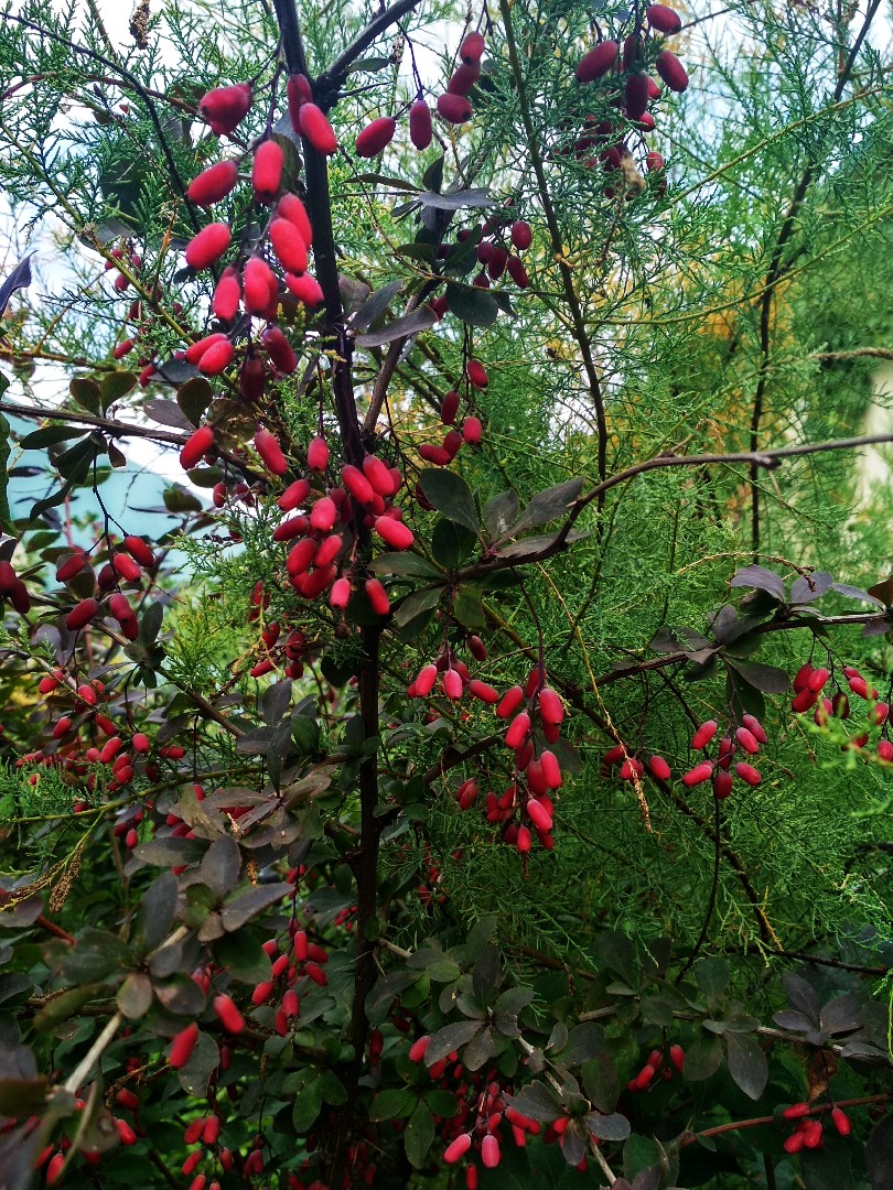 Варенье из барбариса🌿